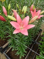 [5058 Indian Summerset No01.JPG]